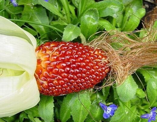 Giống[-]ngô[-]có[-]hình[-]dáng[-]giống[-]hệt[-]trái[-]dâu[-]tây